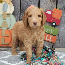 Goldendoodle Puppy Gingi