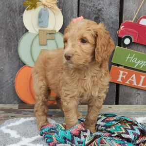 Goldendoodle Puppy Gingi