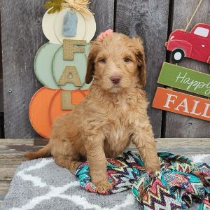 Goldendoodle Puppy Gingi