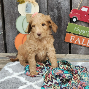 Goldendoodle Puppy Gingi