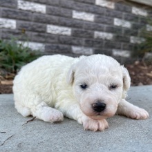Bichon Frise Puppy Princess