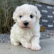 Bichon Frise Puppy Princess