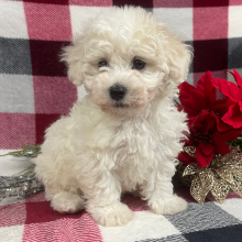 Bichon Frise Puppy Princess