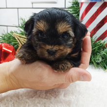 Yorkiepoo Puppy Lula