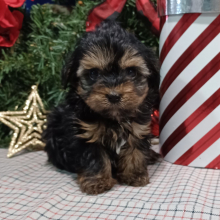Yorkiepoo Puppy Lula