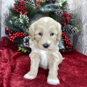 Goldendoodle Puppy Becky