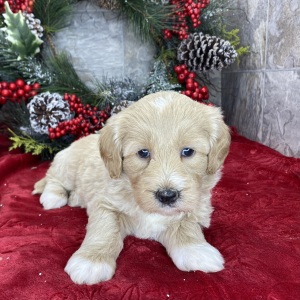 Goldendoodle Puppy Becky