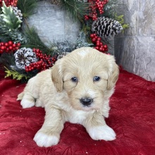 Goldendoodle Puppy Becky