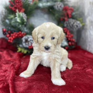 Goldendoodle Puppy Becky