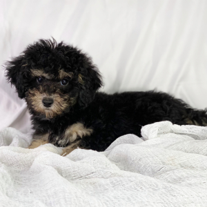 Poodle Puppy Diesel
