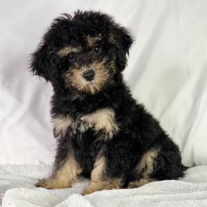 Poodle Puppy Diesel