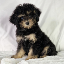 Poodle Puppy Diesel