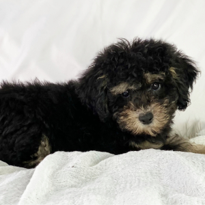 Poodle Puppy Diesel