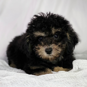 Poodle Puppy Diesel