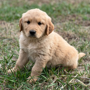 Golden Retriever Puppy Lincoln