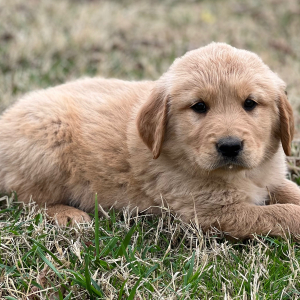 Golden Retriever Puppy Lincoln