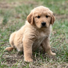 Golden Retriever Puppy Lincoln