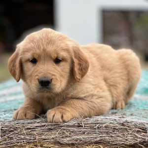 Golden Retriever Puppy Lincoln