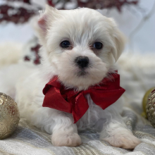 Maltese Puppy Lio