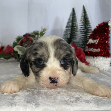 Cavapoo Puppy Boston
