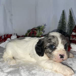 Cavapoo Puppy Boston