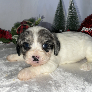 Cavapoo Puppy Boston
