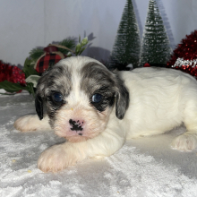 Cavapoo Puppy Boston