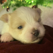 Pomeranian Puppy Lily
