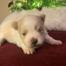 Pomeranian Puppy Lily