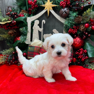 Havanese Puppy Chloe
