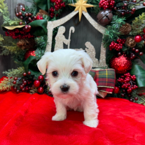 Havanese Puppy Chloe
