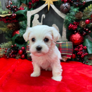 Havanese Puppy Chloe