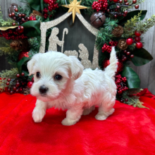 Havanese Puppy Chloe