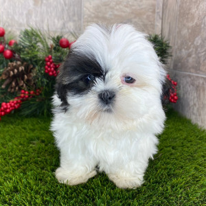 Shih Tzu Puppy Archie