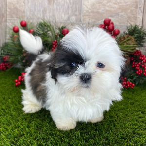 Shih Tzu Puppy Archie