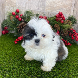 Shih Tzu Puppy Archie