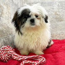 Shih Tzu Puppy Archie
