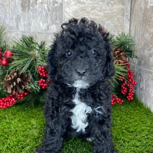 Poodle Puppy Baela