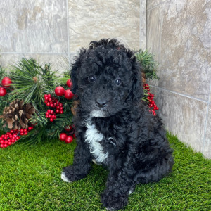 Poodle Puppy Baela