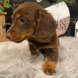 Dachshund Puppy Rocky