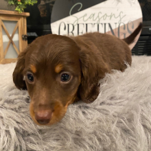 Dachshund Puppy Rocky