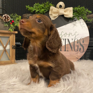 Dachshund Puppy Rocky