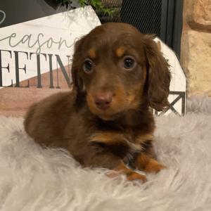 Dachshund Puppy Rocky