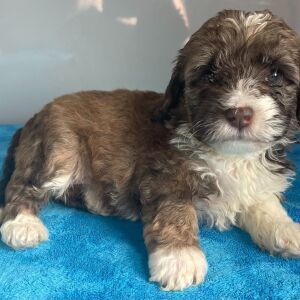 Bernedoodle Puppy Zenia