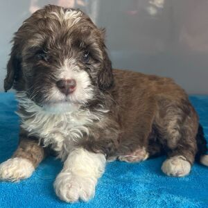 Bernedoodle Puppy Zenia