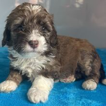 Bernedoodle Puppy Zenia
