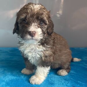 Bernedoodle Puppy Zenia