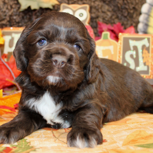 Cocker Spaniel Puppy Feebie