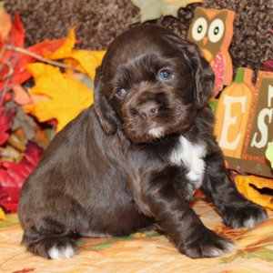 Cocker Spaniel Puppy Feebie