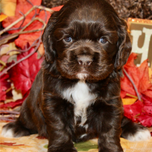 Cocker Spaniel Puppy Feebie